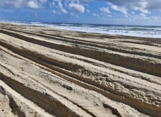 Hatchlings crushed on North Shore