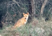 ’Shock and grief’ at dingo cull
