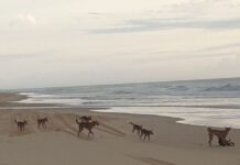 Powell backs dingo kill after tragedy