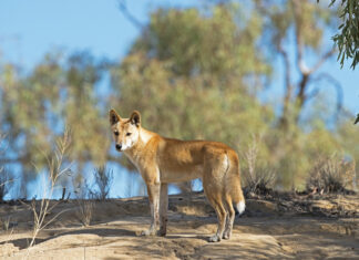 Traditional owners blast dingo kill