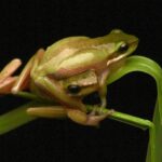 Frog_531539_03