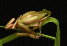 10 years of finding frog