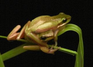 10 years of finding frog