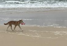 Dingo kill knee jerk claim