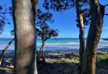 Volunteer for Noosa Parks