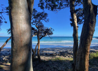 Volunteer for Noosa Parks