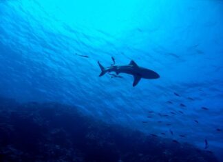 Noosa sharks overview