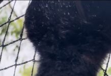 Bat rescues continue