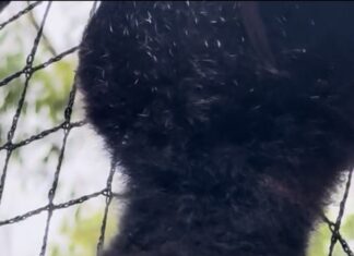 Bat rescues continue