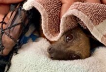 Untangling the flying foxes: a firsthand account