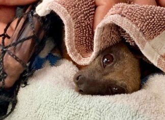 Untangling the flying foxes: a firsthand account