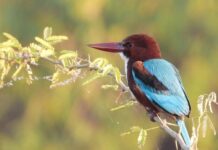 Birding in India