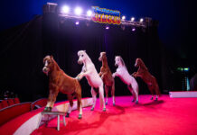 Circus returns to Noosa