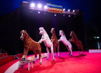 Circus returns to Noosa