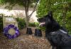 Tribute paid to police service animals