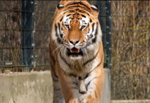 Sniffing container air leads dogs to wildlife traffickers