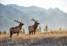 Go wild in Canada and Alaska