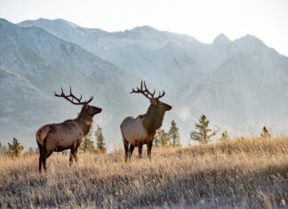 Go wild in Canada and Alaska