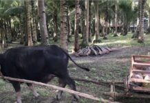 Coconuts – world’s wonder plant