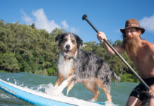 Dogs set to steal show