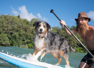 Dogs set to steal show